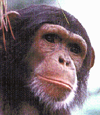 Chimp